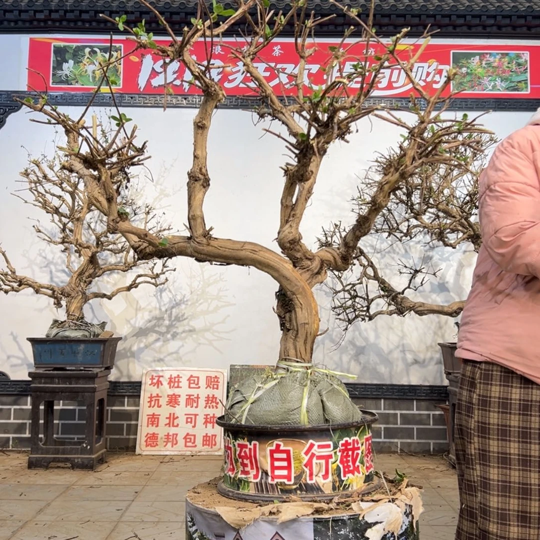 无花朵金银花8888