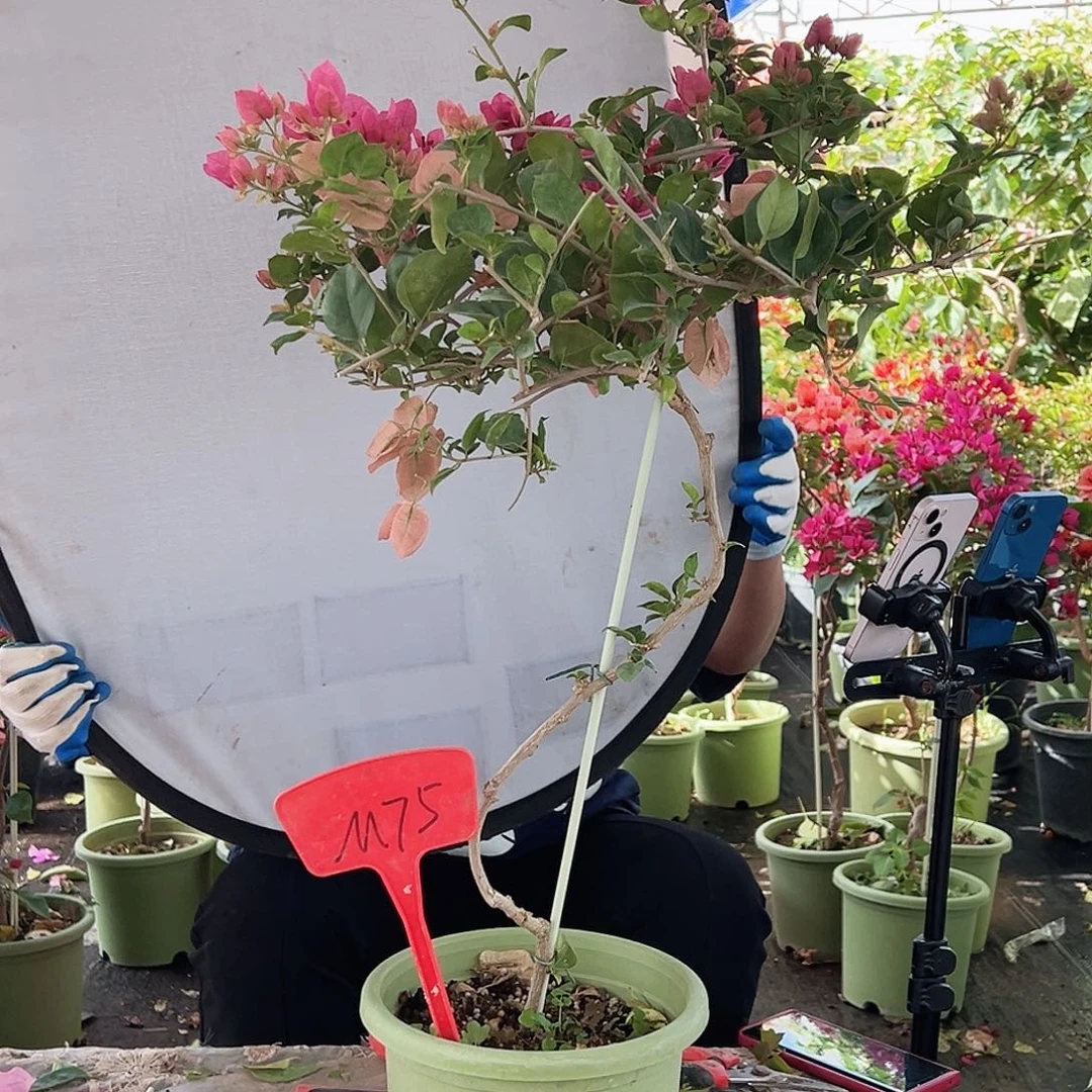 d***9大部分花苞少量开放M75米罗