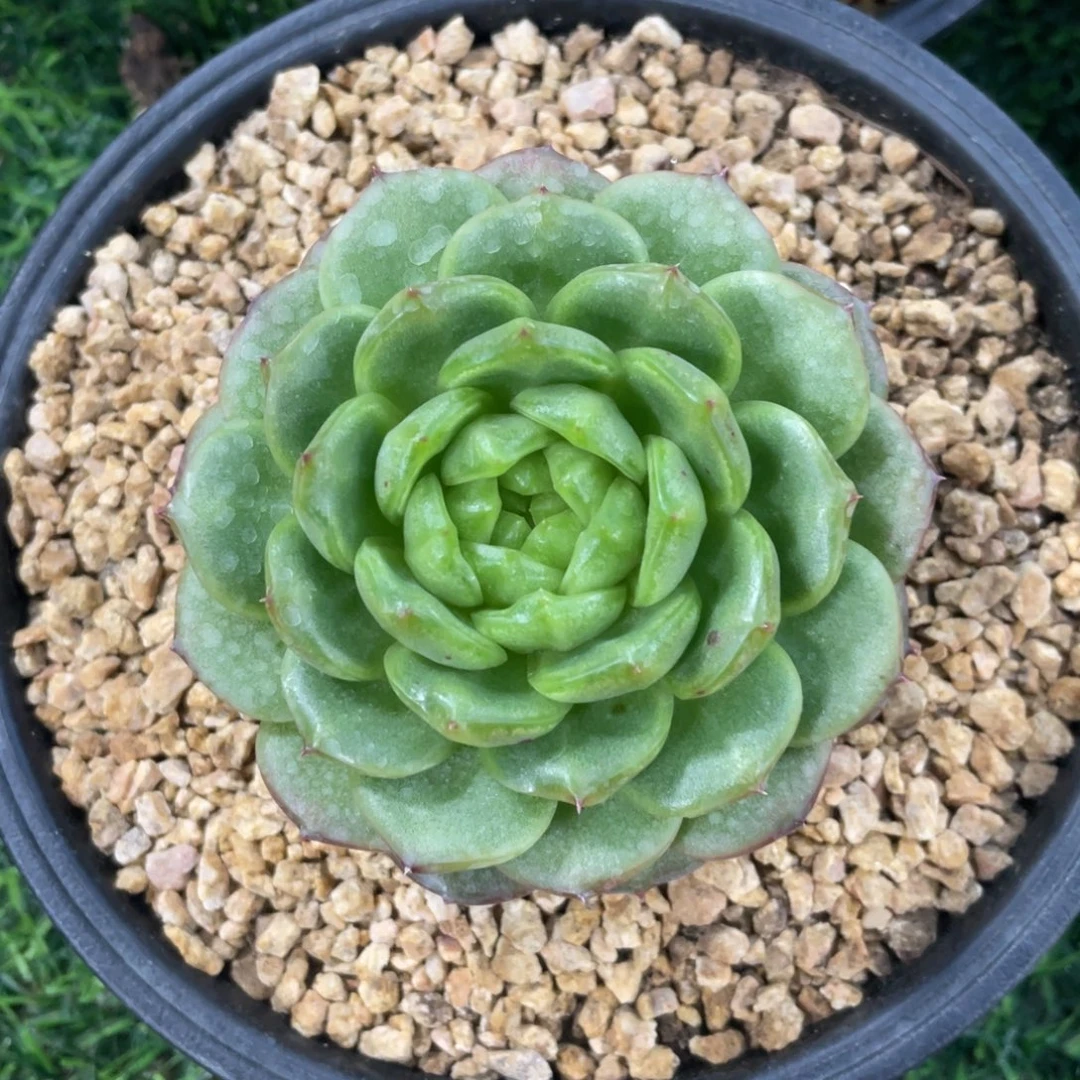 灯泡珍妮冠幅8 公分一物一拍