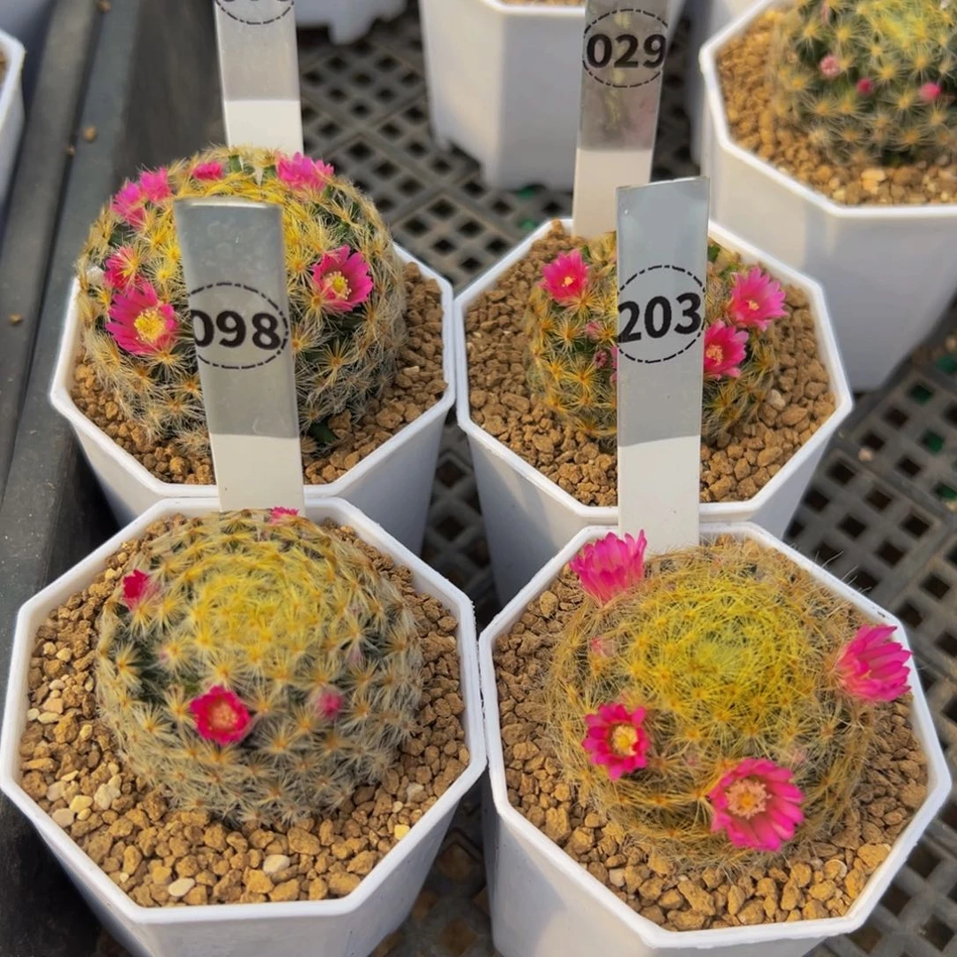 相***宜明星丸多肉植物078 029 098 203