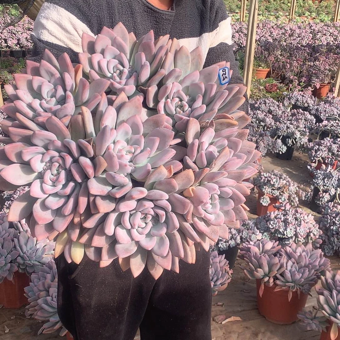 520 奥普 一物一拍