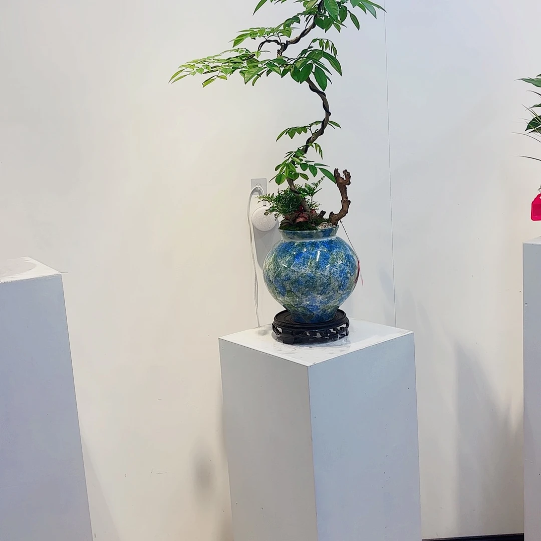 无花朵高端盆景一物一拍