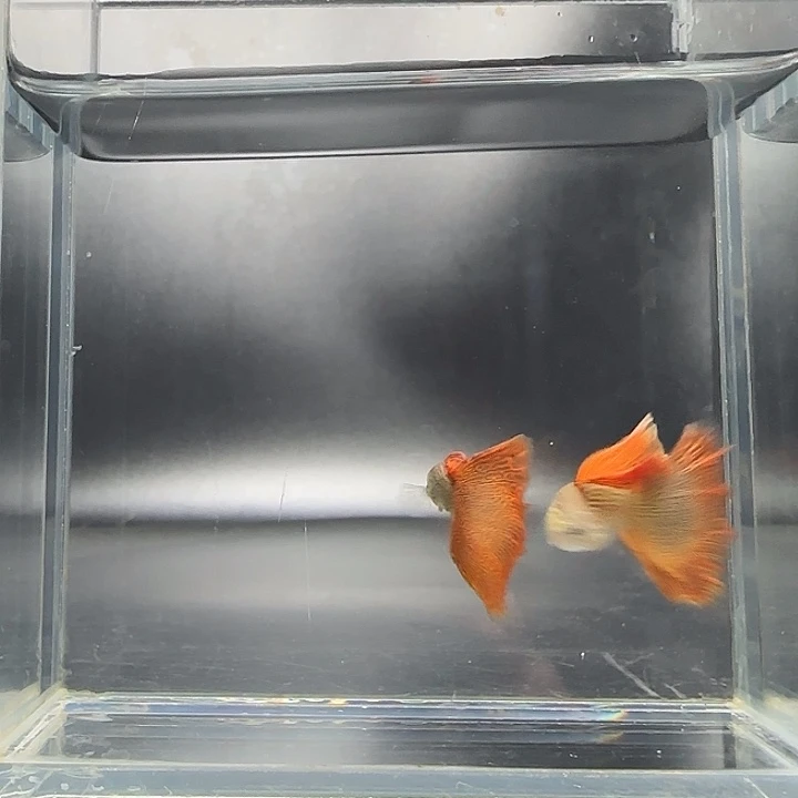 孔雀鱼野生色红蕾丝2对