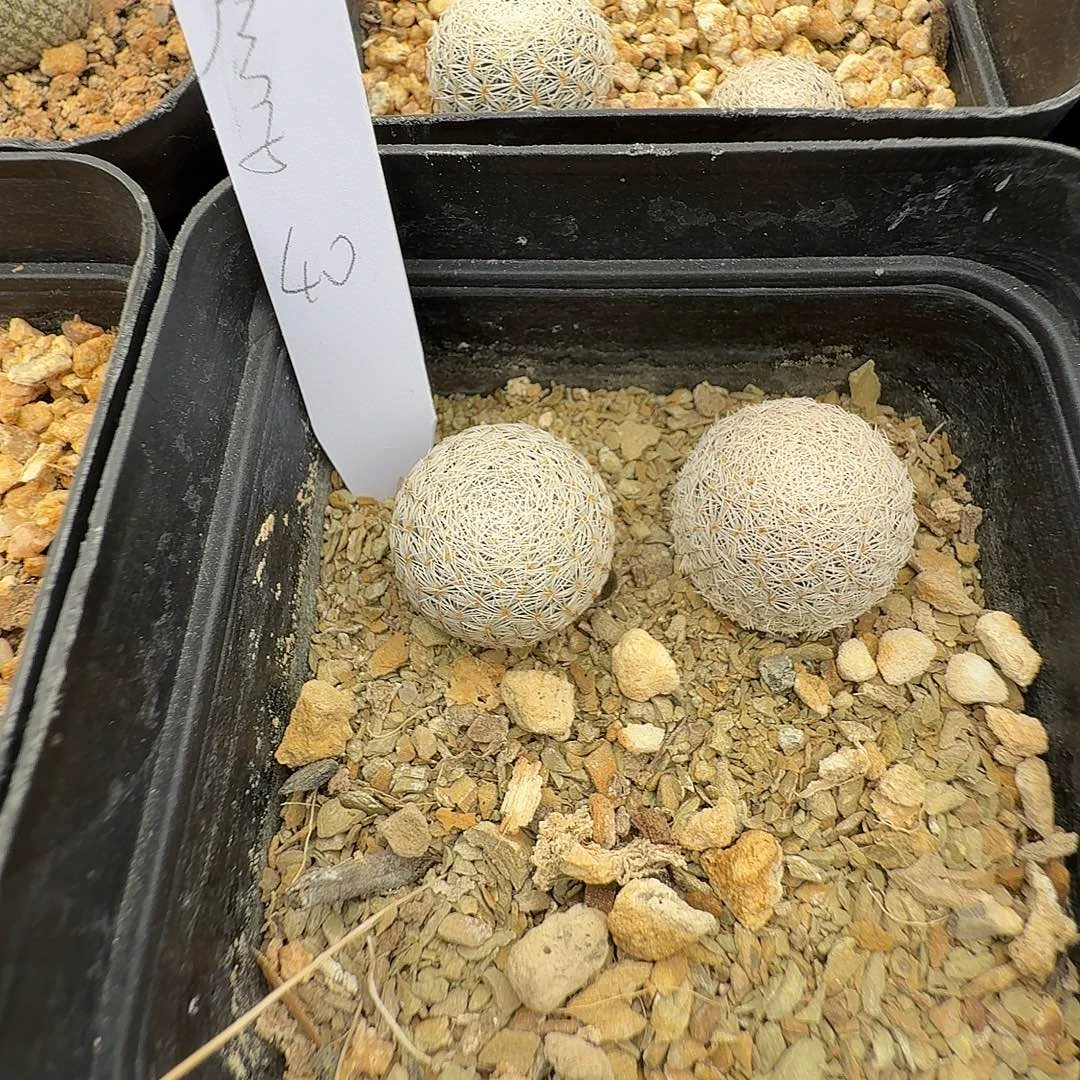 彦***子花花花花花花花一颗