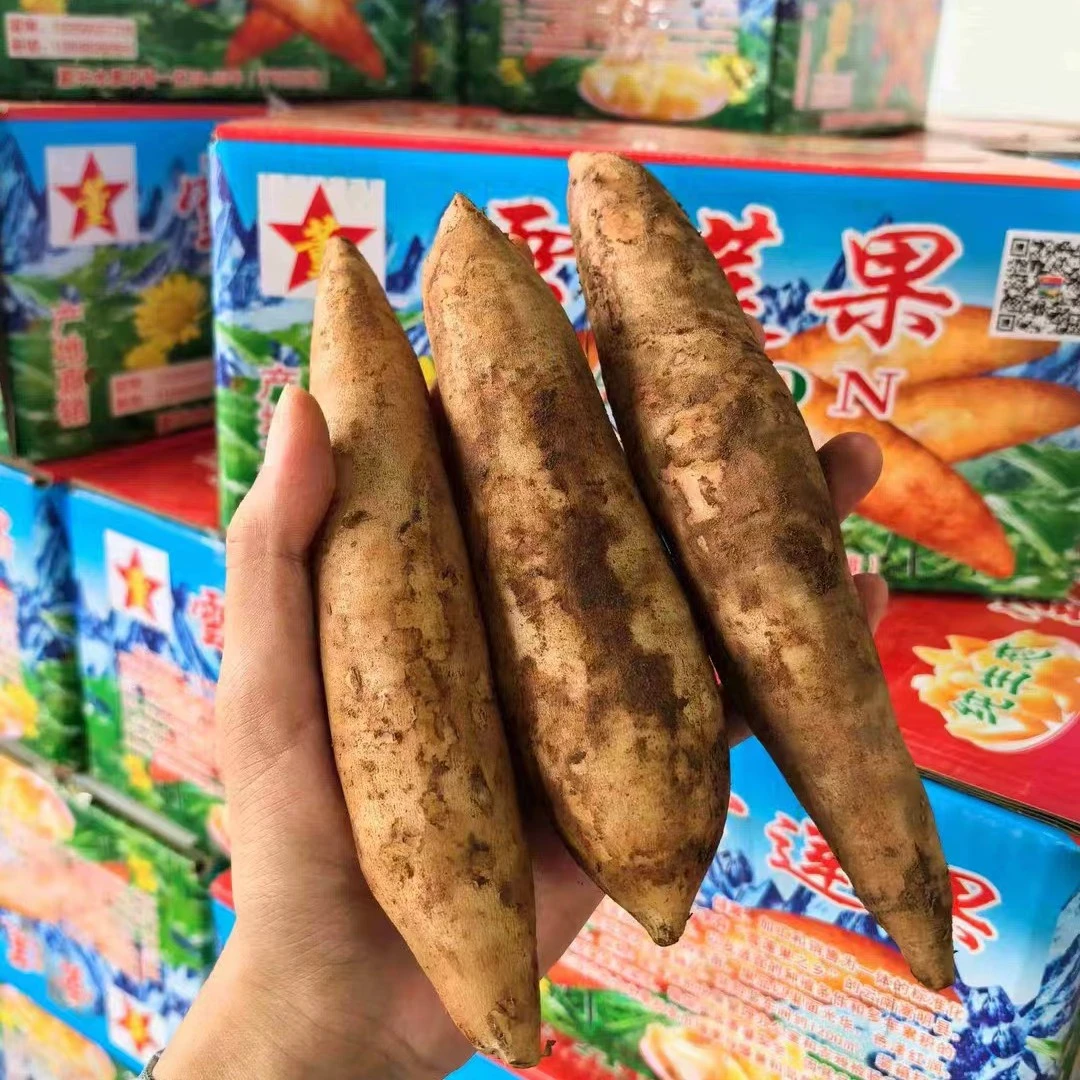 云南红泥雪莲果一箱五斤左右