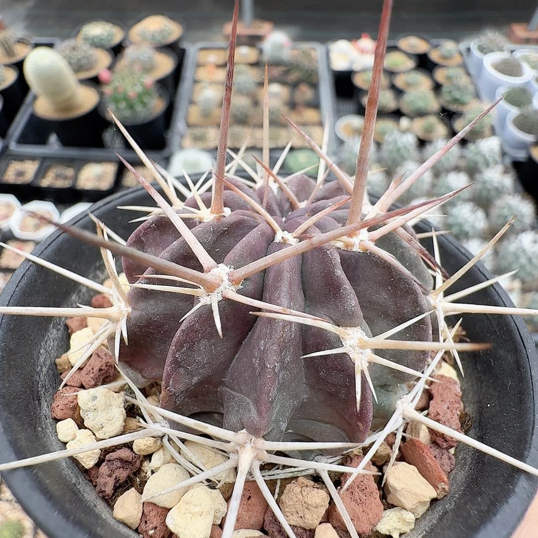 实生艳肌狂风脱土发货