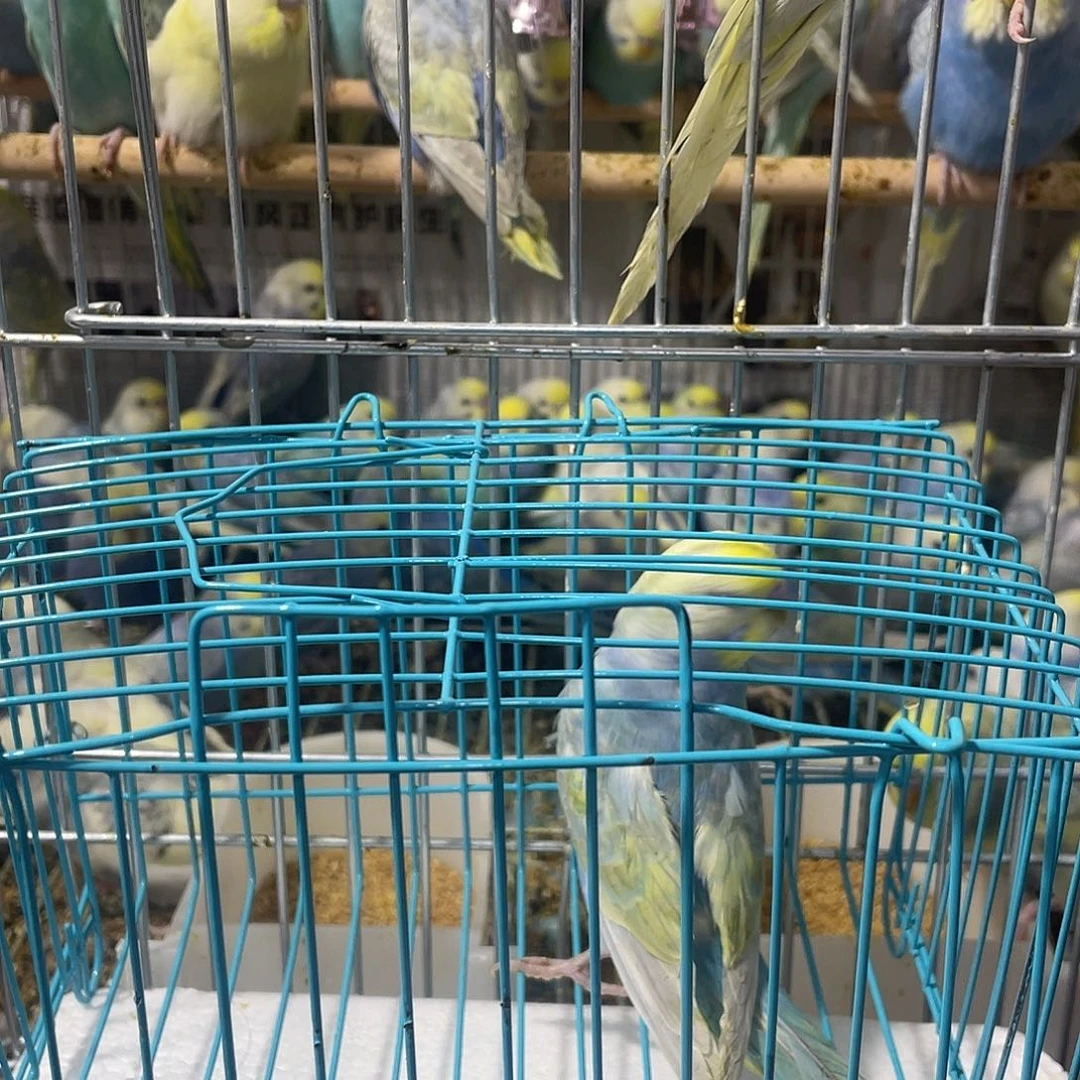 虎皮鹦鹉金彩鹦鹉