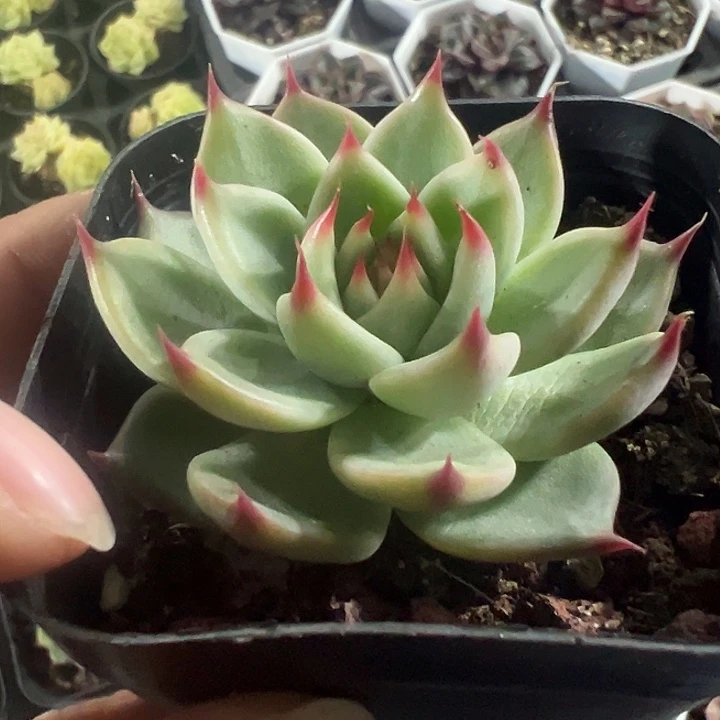 托斯卡精品多肉植物大战