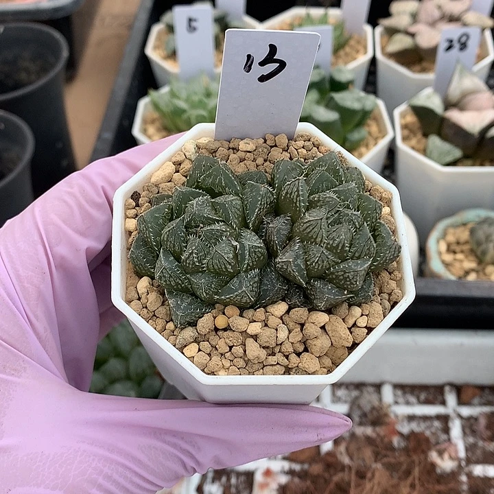 小叶楼兰 一物一拍 带盆土