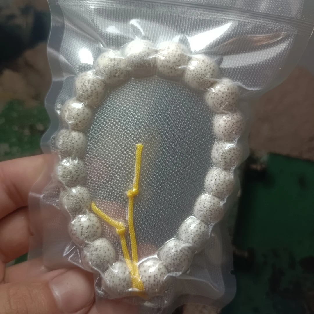 纯天然原生态正月小细星11*12