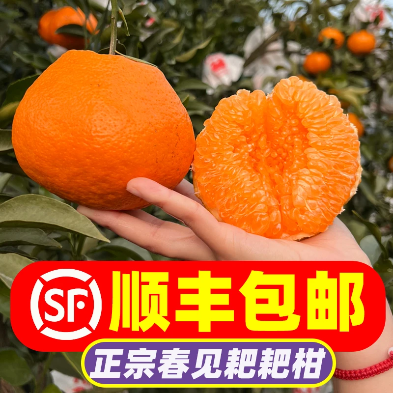 【村书水果一精选好果 顺丰包邮】正宗四川眉山春见耙耙柑当季新鲜