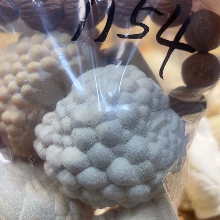 橄榄核手串/手链不****”