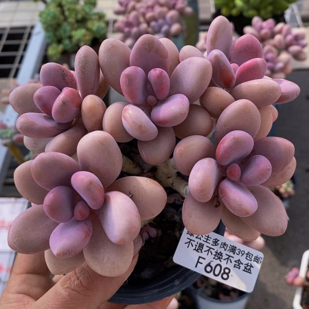 ꧁***꧂糖果桃蛋608/10cm多肉