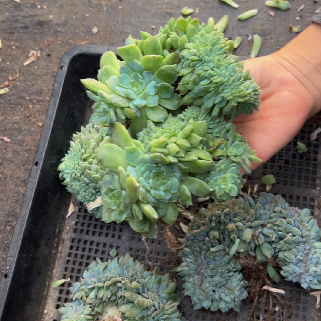 冰魄两颗 天天开心