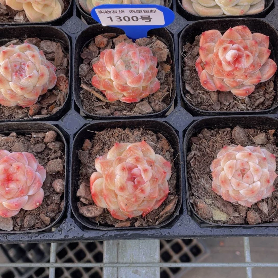 1300号 优选樱花冰魄单头两个