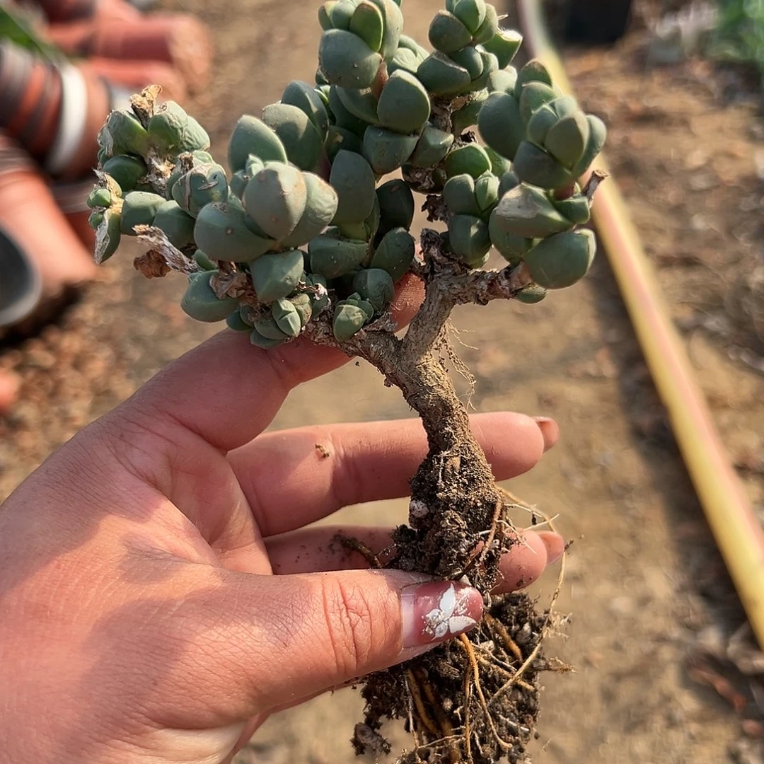 多肉植物鹿角海棠