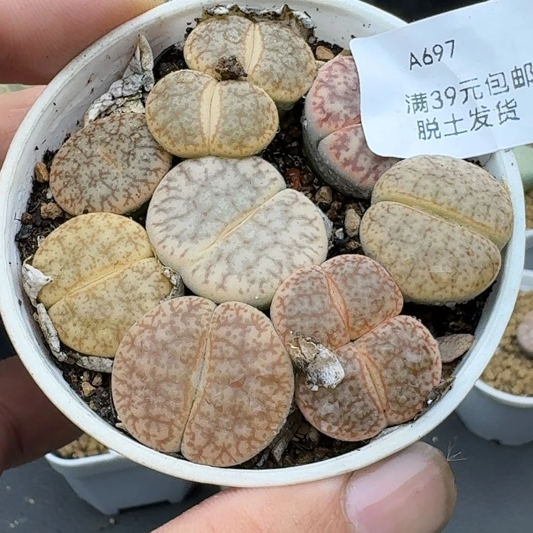 697多肉哈哈哈哈哈哈哈