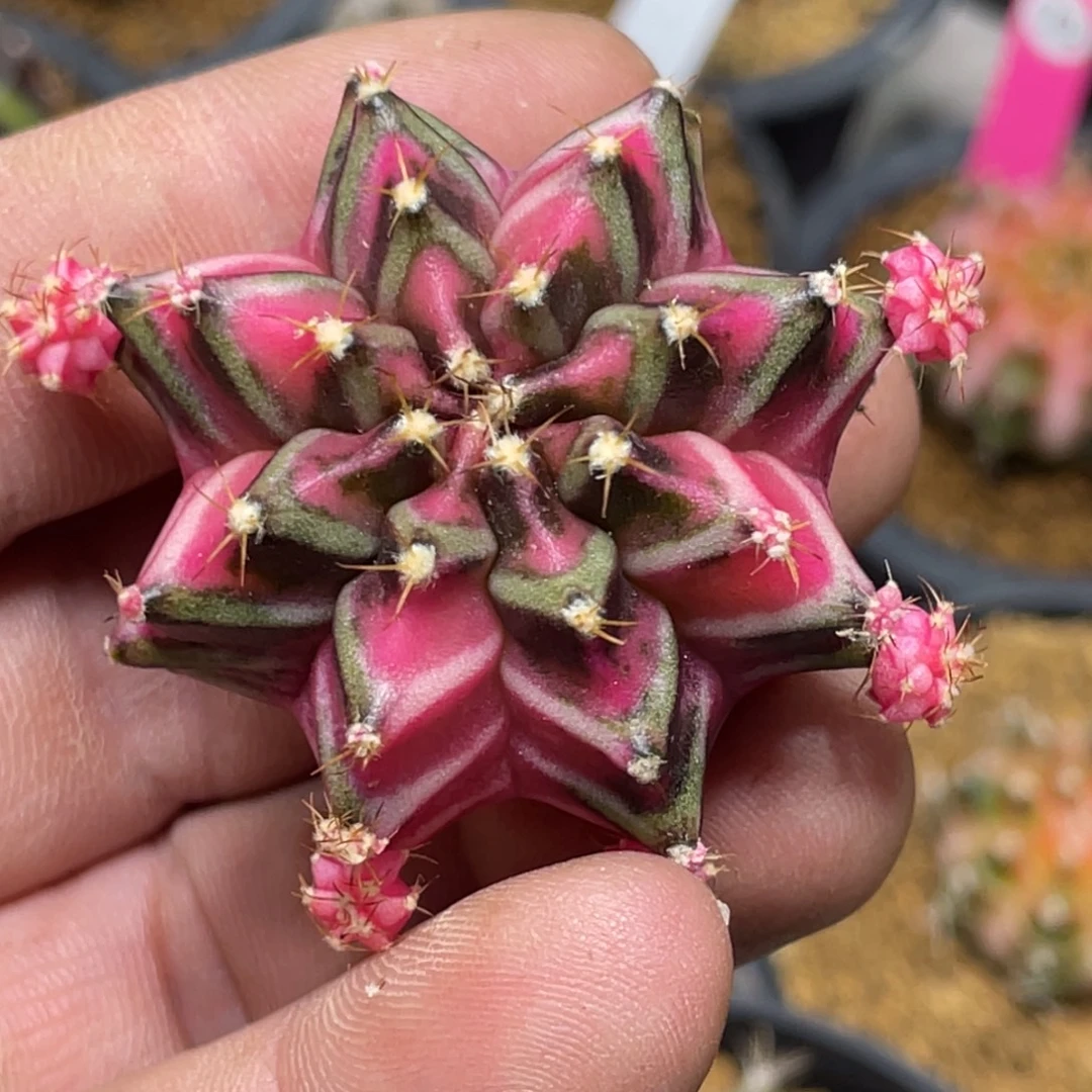 七***姥当前无花朵，栽培后可花朵五月