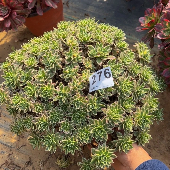 罗金属锦多肉植物276