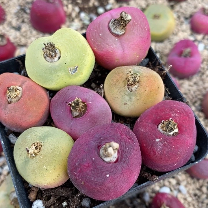 373有伤一组一组