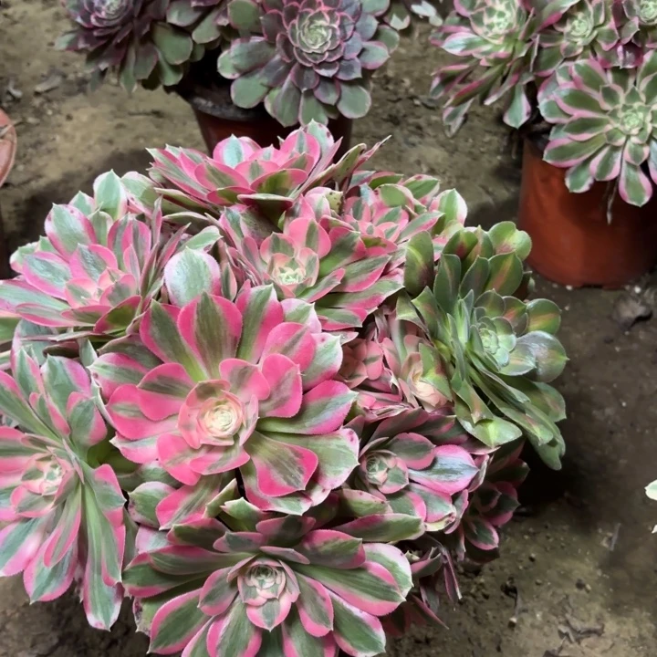 多肉植物粉女郎16