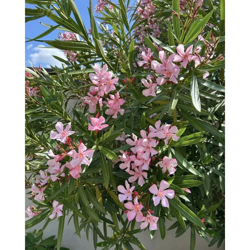 [夹竹桃/14cm盆] 夹竹桃花苗盆栽柳叶桃树苗庭院墙室外地栽驱蛇