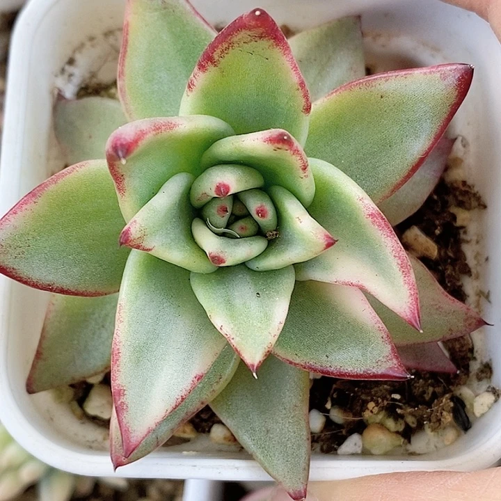 不知名东云一物一拍，