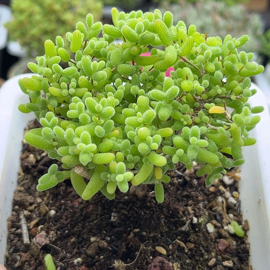 59蜜桔糖球优选枝干番杏