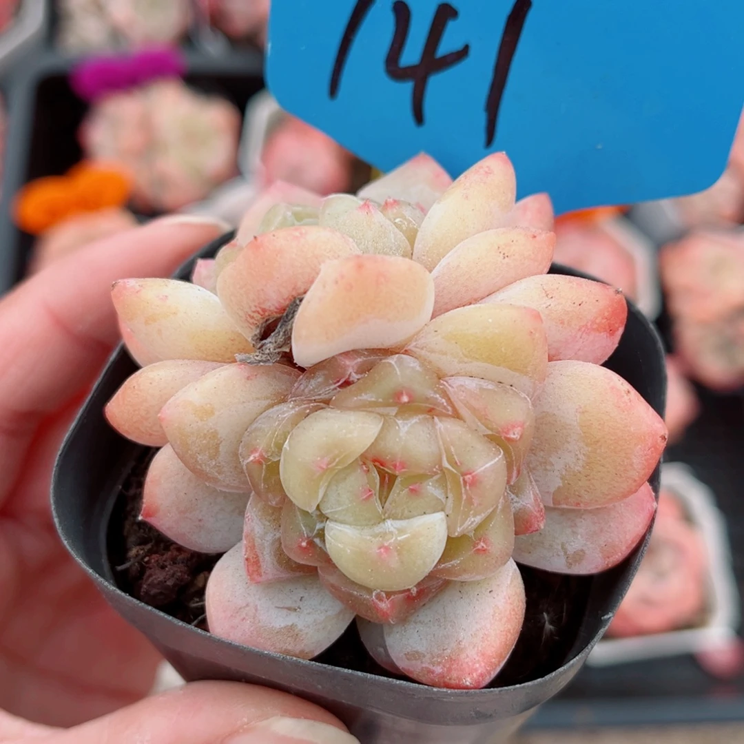 141号小老桩糖心双头