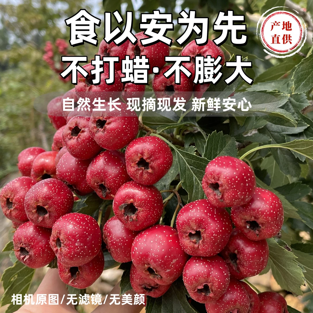 【沂蒙山】红美人鲜山楂水果山楂产地直发酸甜可口现摘现发当季鲜果