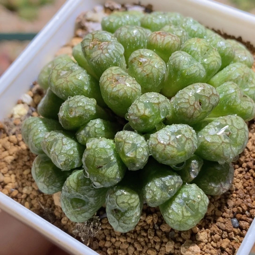 大群生铜壶 可变紫体