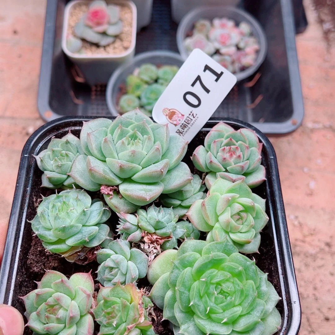 多肉植物多肉植物
