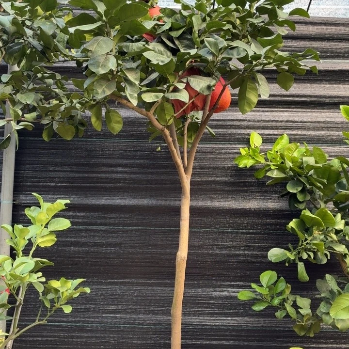 用***7完全开放一物一拍