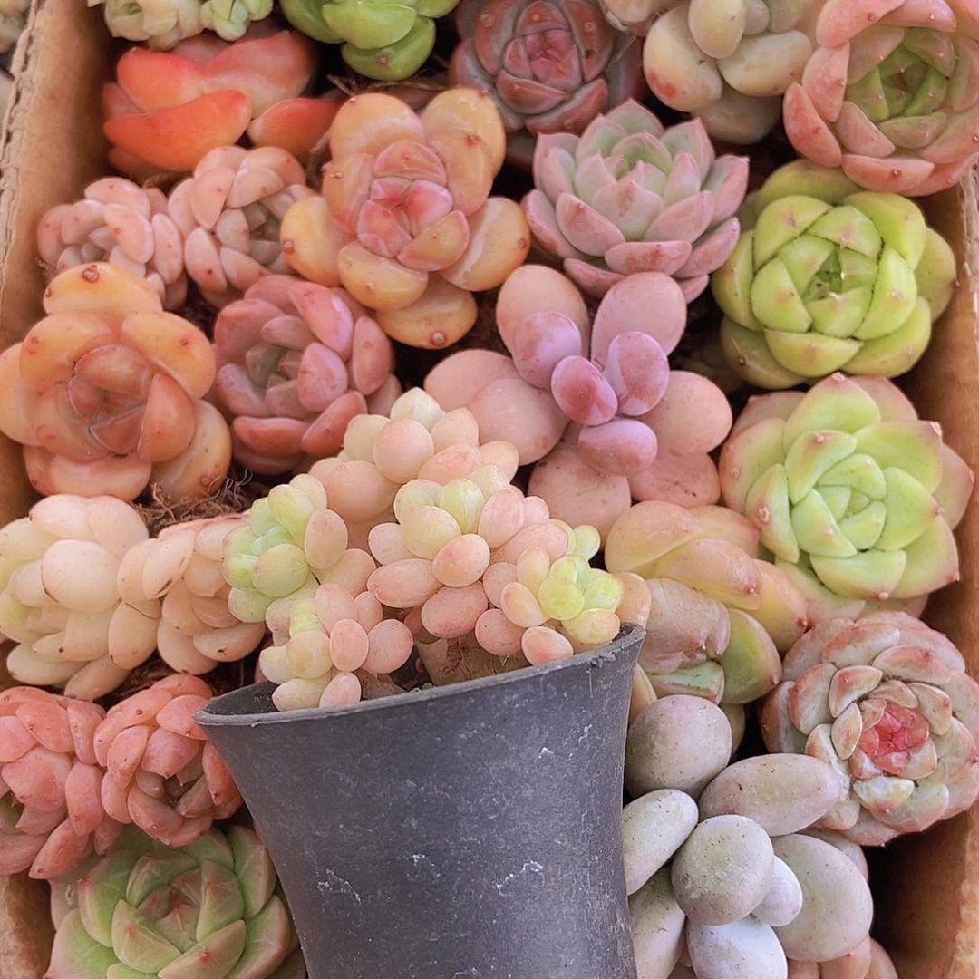 00000000001量拍保底20颗