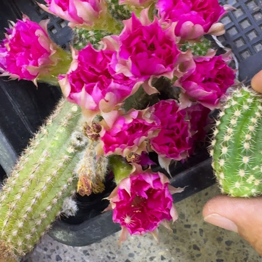 1白檀品红2个无根侧牙小，20包邮