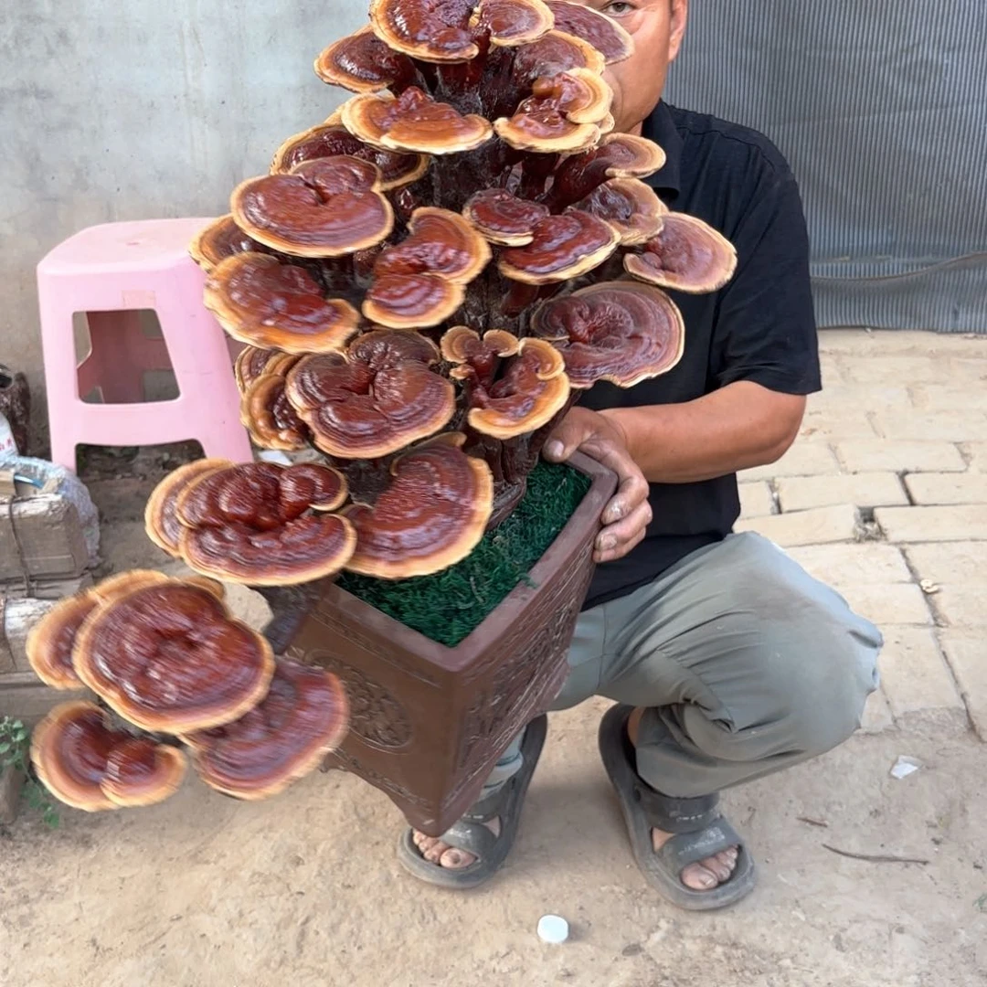 无花朵灵芝是我国著名植物