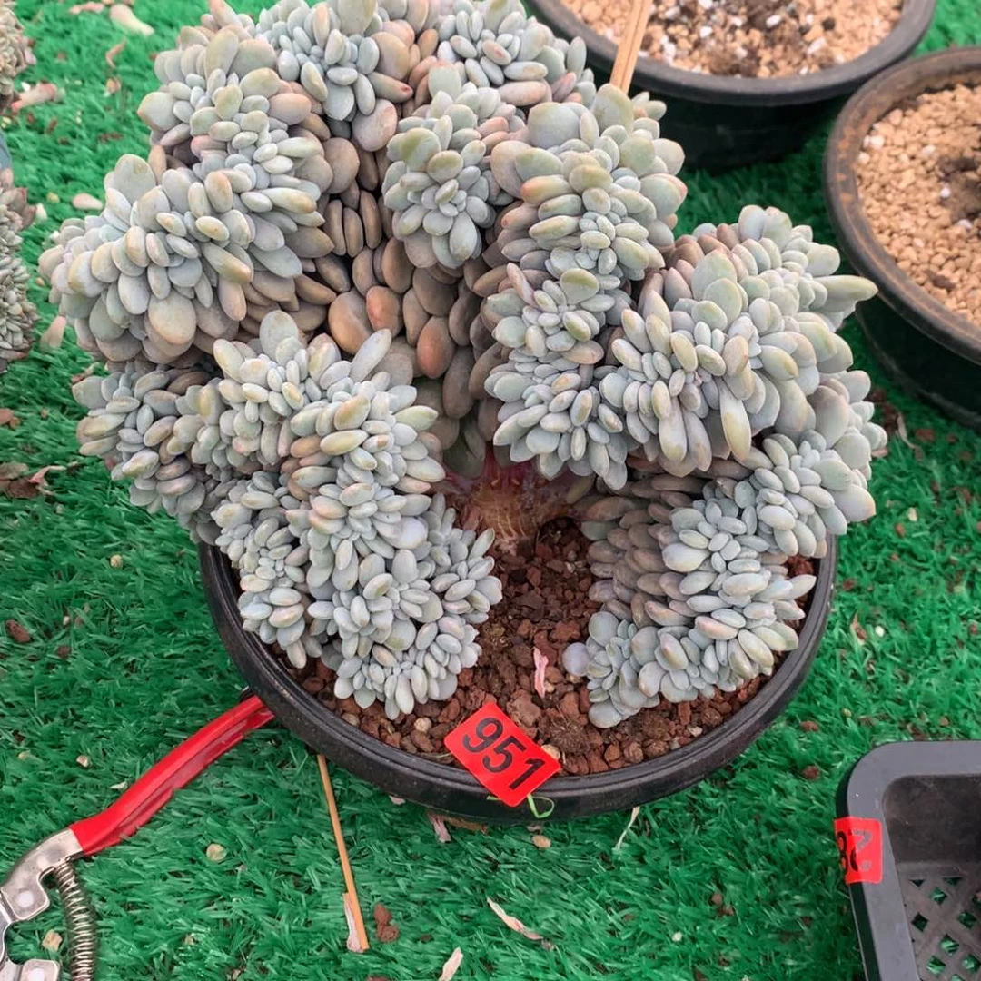 951粉兔1111111111111