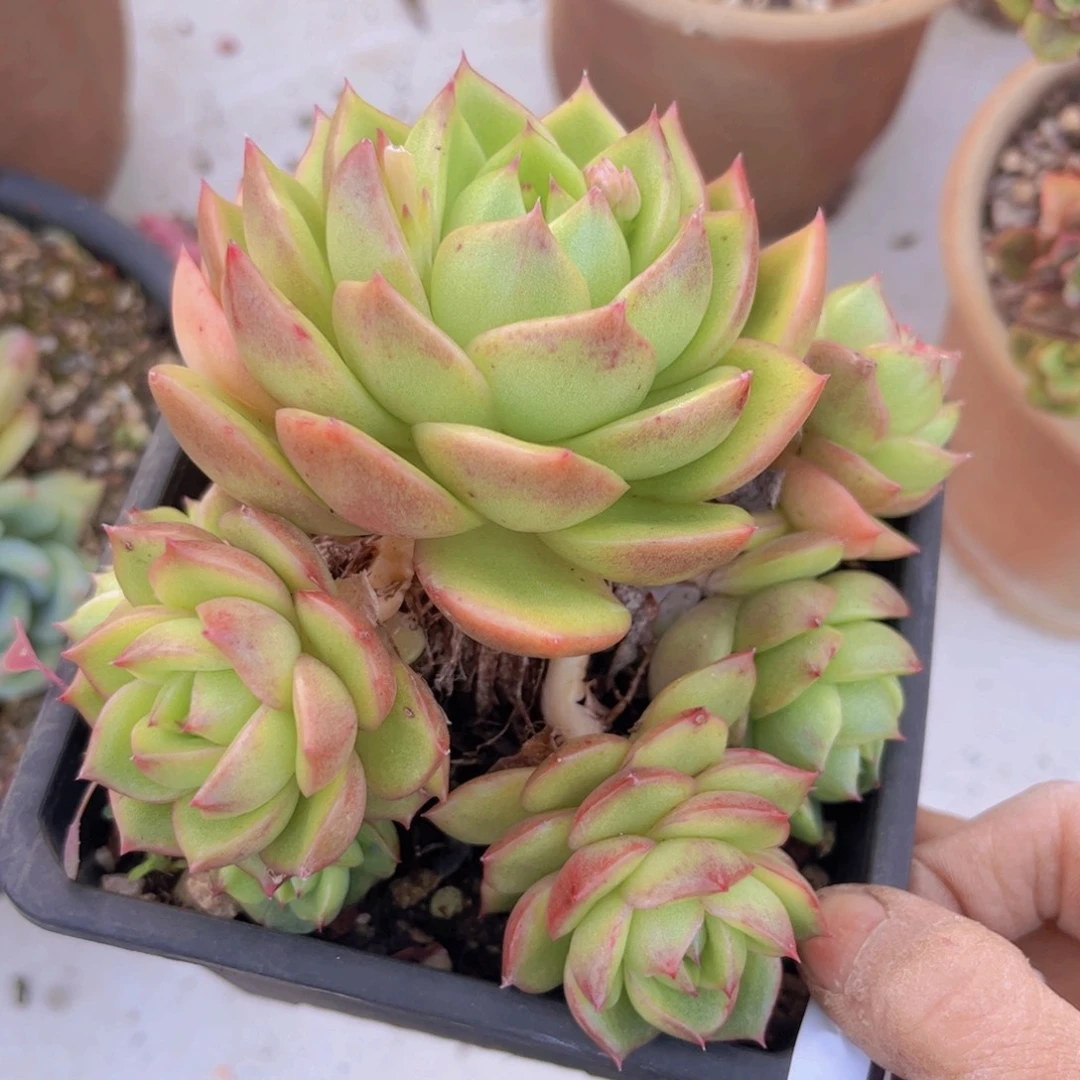 白玫瑰29144多肉植物