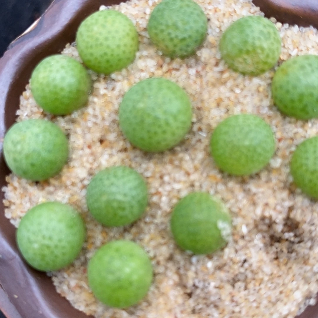 22101玉米一颗。