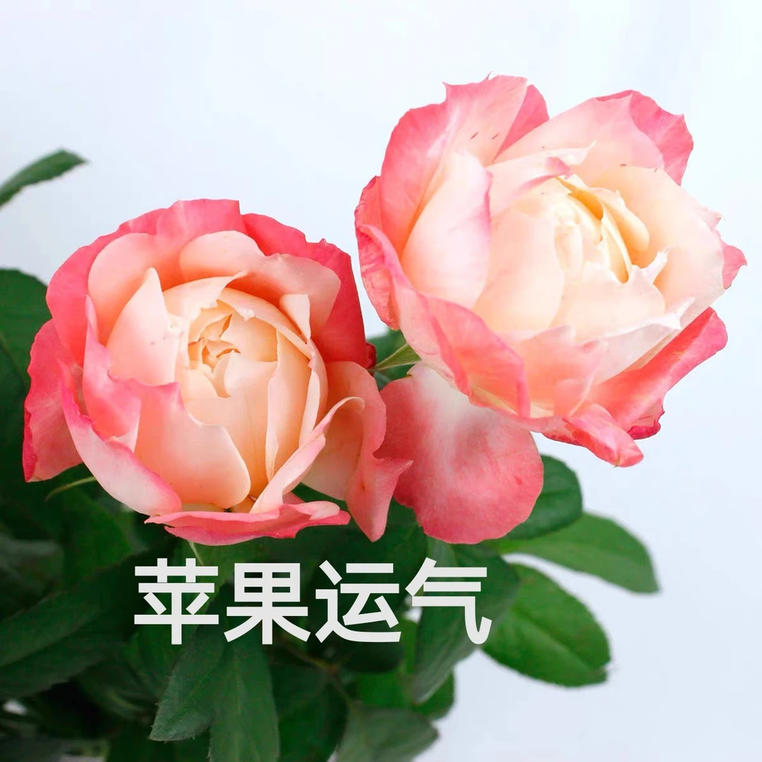 【苹果运气】芊喜花园精选月季浓香多头 精品实生根接露天苗