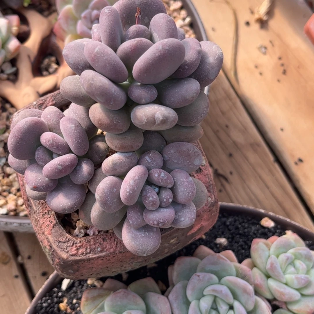 好姑娘多肉园艺，月美人