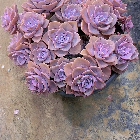 二*彩红糖多肉植物