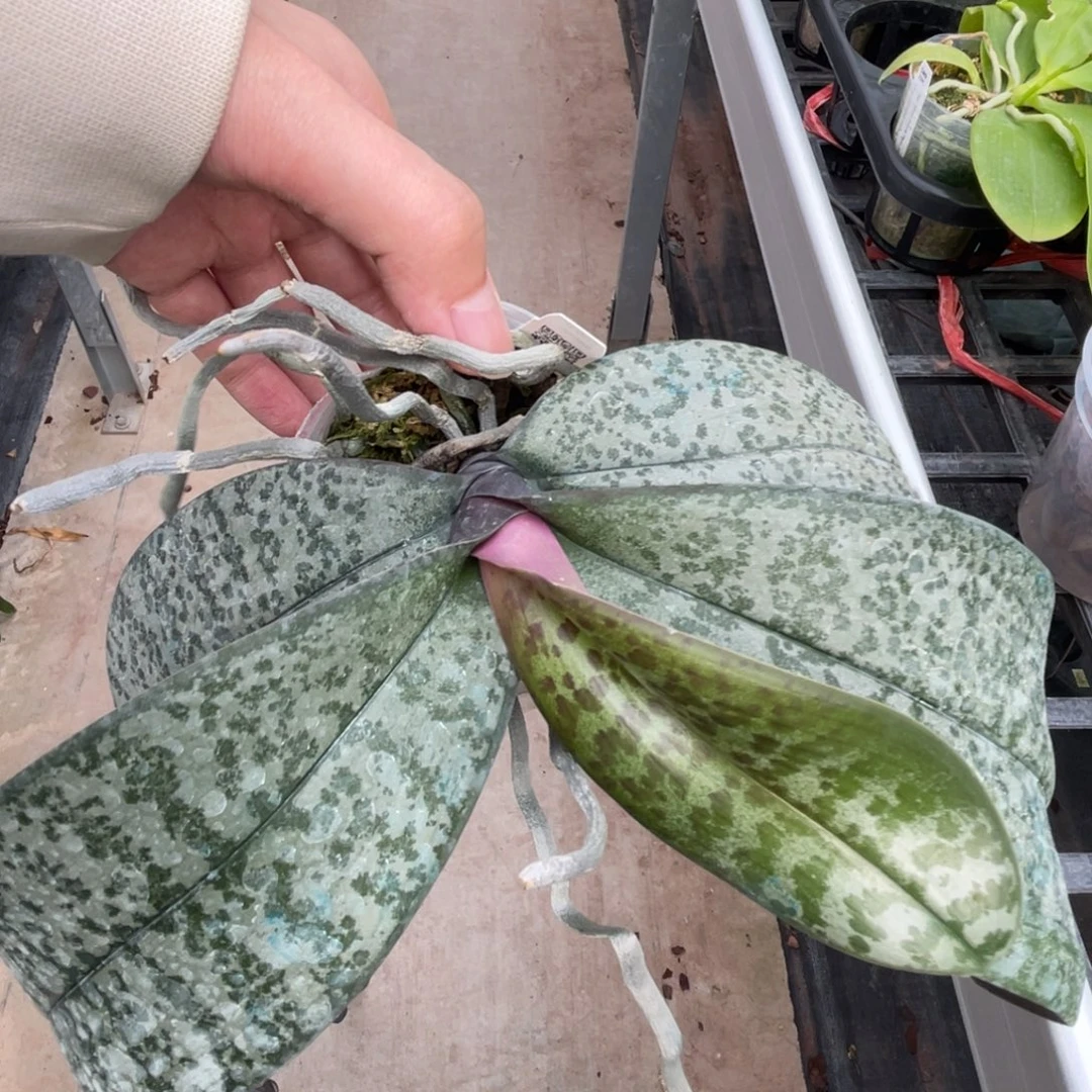 完全开放SWR M606-原厂-1035