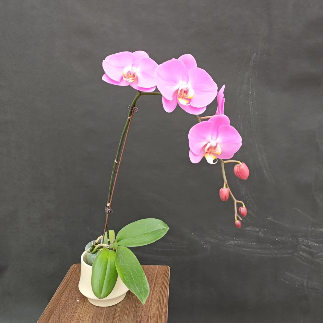 森境【粉宝图】蝴蝶兰（全花状态）