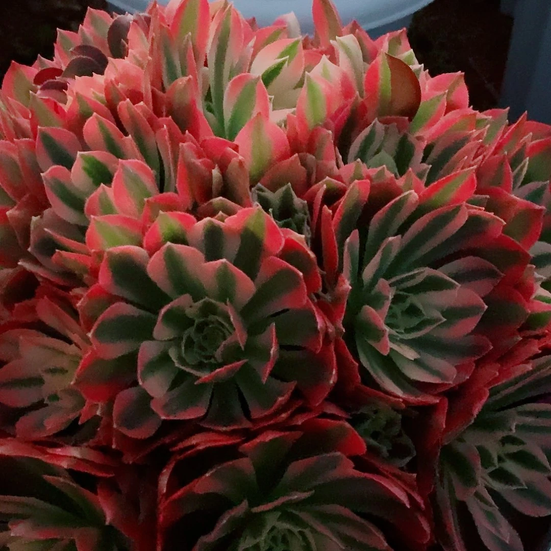 上古园艺多肉法师