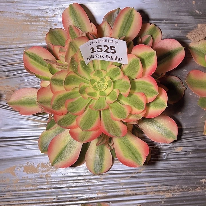 1525香妃多肉植物2号