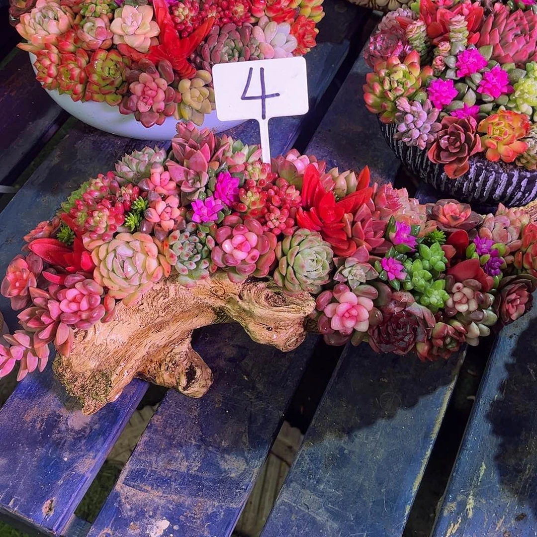 成品懒人彩色盆景盆