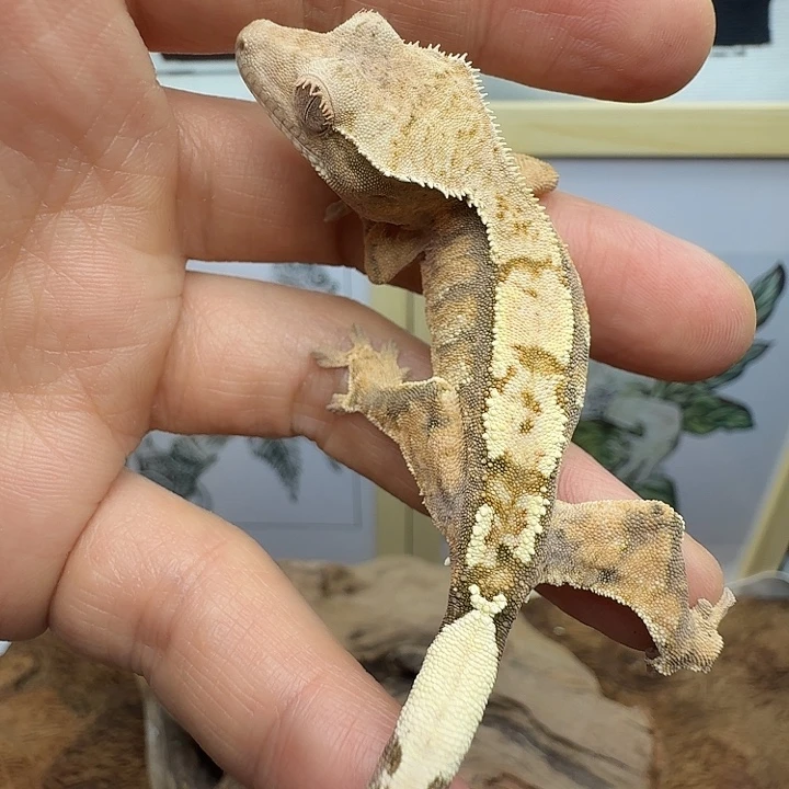 睫角守宫紫貂公无盯7.8g