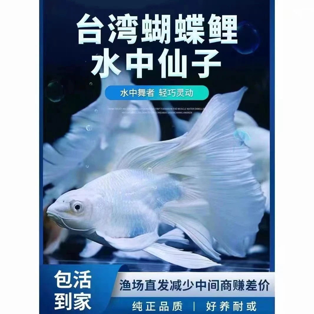 蝴蝶鲤鱼【随意改链接8-38厘米以后台备注为准】观赏鱼养鱼活体耐活