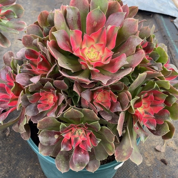 456香妃精品法师多肉